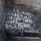 Over 600 beer bottles found beneath the cellar staircase of an old brewery in Leeds, England.